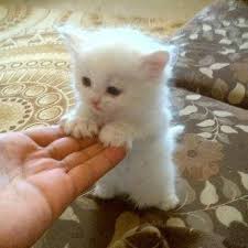 Resultado de imagen para gatitos