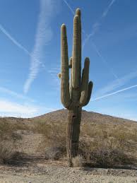 Image result for saguaro cactus