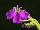 Drosera Cistiflora Seeds (South African) - Rarexoticseeds