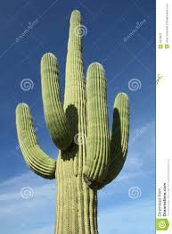 Image result for saguaro cactus