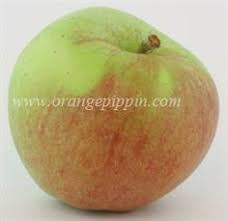 Image result for early transparent gage