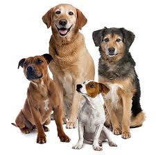 Dog Insurance by RSPCA Pet Insurance Australia via Relatably.com