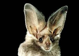Image result for Mammals' ears