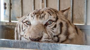 ‘Sona’, el último tigre de circo de Portugal, inicia una nueva vida en un santuario de Alicante