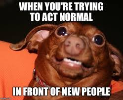 Image result for Animal Meme