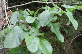 Image result for alder leaves