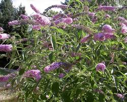 Image de Buddleja davidii