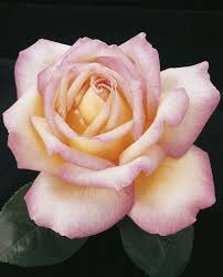 Image result for tea roses