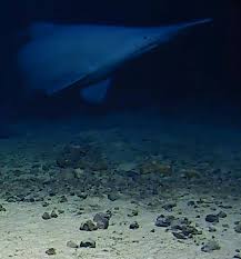 Rare deep-sea goblin sharks filmed in natural habitat for first time