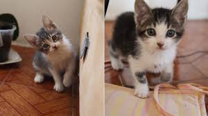 Resultado de imagem para animais vira latas