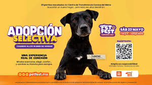 PetFest 2026 CDMX en Campo Marte: fecha, horario y actividades para el evento de adopción de perros más importante