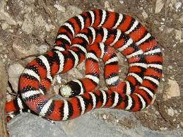 Image result for king snake