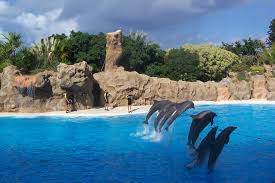 Resultado de imagen de imagenes de loro parque