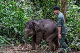 Rescued wild elephant calf in SW China makes good recovery ...
