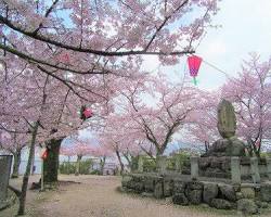 宮島の桜の画像