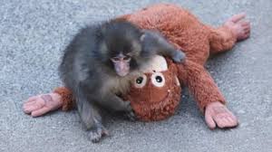 Japanese zoo says viral monkey Punch safe after 2 people broke enclosure