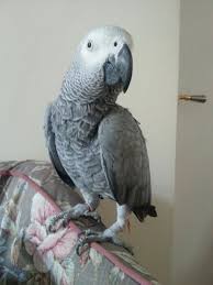 Image result for african grey parrot for sale