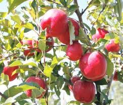 meyve ağaçlari ile ilgili görsel sonucu