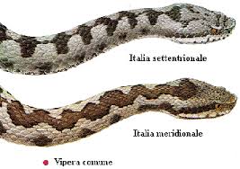 %name Ragazzo di Ziano morso dalla vipera. 2014 Anno della Vipera 