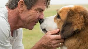 Sessão da Tarde hoje (13/01): Quatro Vidas de um Cachorro é um filme sobre companheirismo com 0% de chance de você não se emocionar!
