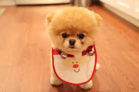 Resultado de imagen de perrito bebe en hd