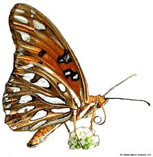 Image result for animated butterflies wallpaper