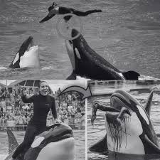 The hOrrifying final moments of whale trainer #Jessica #radcliffehave ... | TikTok