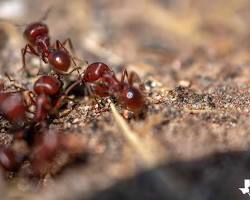 Image of Fire Ants in Texas
