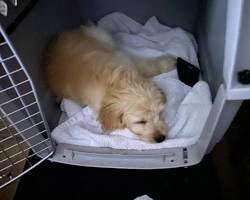 Image of puppy happily sleeping in a crate with the Snuggle Puppy