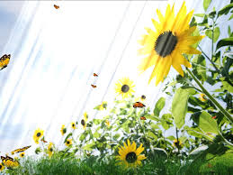 Image result for animated butterflies wallpaper