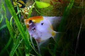 Image result for angelfish
