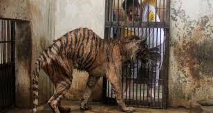 Image result for surabaya zoo