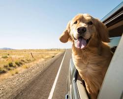 happy dog and owner in a carの画像
