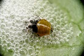 Image result for spittle bug