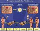 Somatische Gentherapie Benötigte Antragsunterlagen für eine