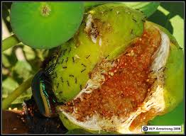 Résultat de recherche d'images pour "metallic green fig beetle"