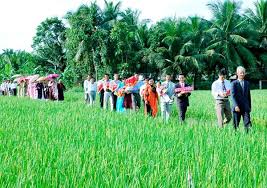 Image result for đám cưới làng quê