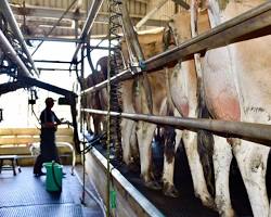 Milking cow in Australia的圖片