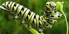 Caterpillar - , 