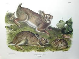 Image result for RABBIT