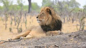Image result for cecil lion
