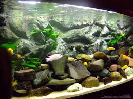 Aquarium von Kai Klötzer: Becken 10957 - 0b7cd41c0d50502ad35b0095f9940492