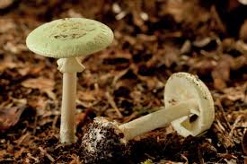 One dead, several hospitalized after eating wild foraged mushrooms in California