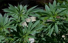 Resultado de imagen de Legalization