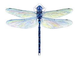 Image result for dragonfly