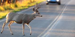 Image result for deer accident
