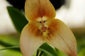 Image result for ����С���m