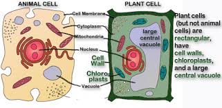 Image result for plant and animal cells