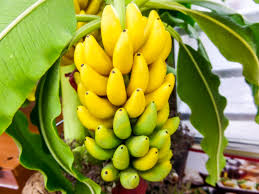 banana ile ilgili görsel sonucu