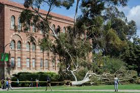 Image result for tree in the quad